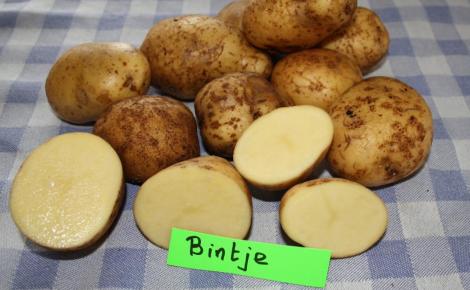 Lensink Aardappelen Aalten | Bintje
